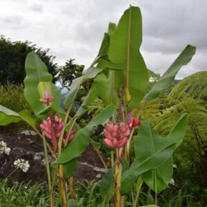 CHUXAY GARDEN 10 Seeds Musa Velutina Seed,Pink Banana,Hairy Banana, Pink Fruiting Banana, Musa Dasycarpa Evergreen Perennial Plant Showy Display