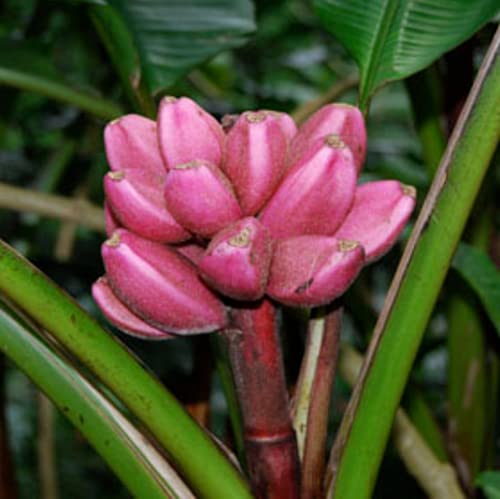 CHUXAY GARDEN 10 Seeds Musa Velutina Seed,Pink Banana,Hairy Banana, Pink Fruiting Banana, Musa Dasycarpa Evergreen Perennial Plant Showy Display