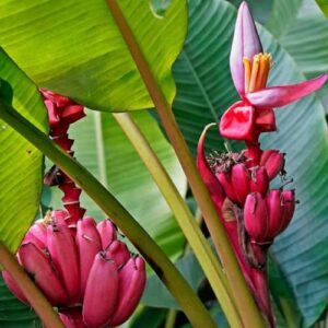 CHUXAY GARDEN 10 Seeds Musa Velutina Seed,Pink Banana,Hairy Banana, Pink Fruiting Banana, Musa Dasycarpa Evergreen Perennial Plant Showy Display