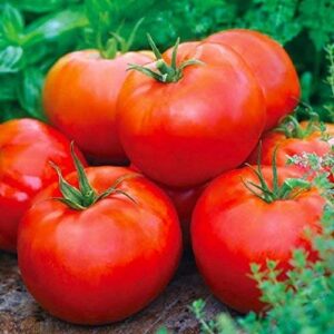david’s garden seeds tomato beefsteak determinate ace fba-00032 (red) 25 non-gmo, heirloom seeds