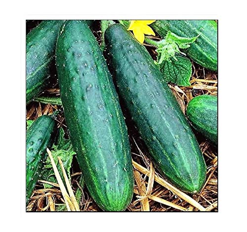 50 Spacemaster Cucumber Seeds | Non-GMO | Fresh Garden Seeds