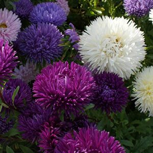 outsidepride tiger paw aster gremlin garden flower plant seed mix – 1000 seeds