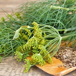 "Mammoth Long Island" Dill Seeds for Planting, 1500+ Seeds Per Packet, (Isla's Garden Seeds), Non GMO & Heirloom Seeds, Botanical Name: Anethum graveolens, Great Herb Garden Gift