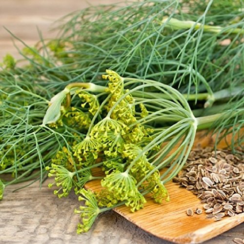 "Mammoth Long Island" Dill Seeds for Planting, 1500+ Seeds Per Packet, (Isla's Garden Seeds), Non GMO & Heirloom Seeds, Botanical Name: Anethum graveolens, Great Herb Garden Gift