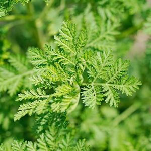 artemisia annua seeds sweet annie, chinese wormwood hardy annual deer resistant fragrant patio garden outdoor plant 200pcs herb seeds by yegaol garden