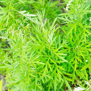 Artemisia Annua Seeds Sweet Annie, Chinese Wormwood Hardy Annual Deer Resistant Fragrant Patio Garden Outdoor Plant 200Pcs Herb Seeds by YEGAOL Garden