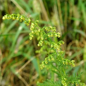 Artemisia Annua Seeds Sweet Annie, Chinese Wormwood Hardy Annual Deer Resistant Fragrant Patio Garden Outdoor Plant 200Pcs Herb Seeds by YEGAOL Garden