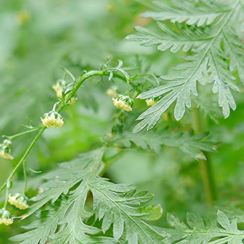 Artemisia Annua Seeds Sweet Annie, Chinese Wormwood Hardy Annual Deer Resistant Fragrant Patio Garden Outdoor Plant 200Pcs Herb Seeds by YEGAOL Garden