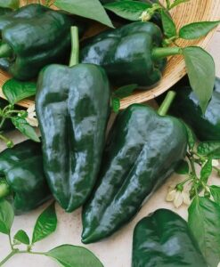 ancho grande hot pepper seeds – capsicum annuum – 1 grams – approx 100 gardening seeds – vegetable garden seed