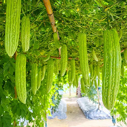 QAUZUY GARDEN 20 Bitter Gourds Seeds Goya Bitter Squash Momordica Charantia Non-GM& Heirloom Vegetable Seeds for Garden Home Indoor - Easy to Grow & Harvest