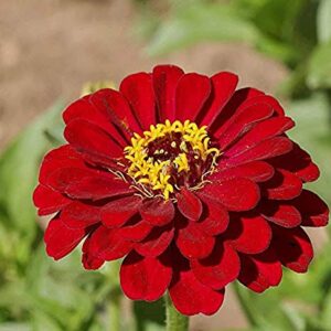 David's Garden Seeds Flower Zinnia Solid Color Meteor 1163 (Burgundy) 200 Non-GMO, Heirloom Seeds