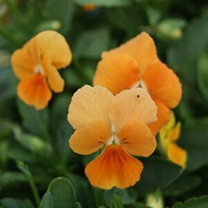 outsidepride viola chantreyland garden flowers for containers, hanging baskets, & window boxes – 2000 seeds