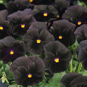 outsidepride black pansy indoor house plant or outdoor garden flower for beds, borders pots, & containers – 1000 seeds