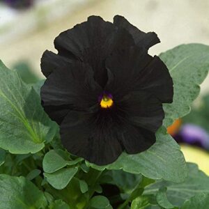 Outsidepride Black Pansy Indoor House Plant Or Outdoor Garden Flower for Beds, Borders Pots, & Containers - 1000 Seeds