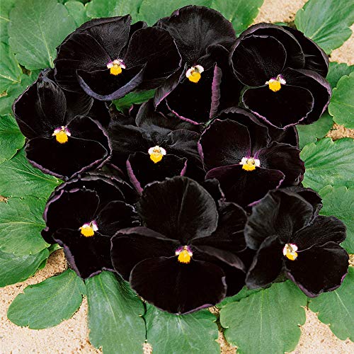 Outsidepride Black Pansy Indoor House Plant Or Outdoor Garden Flower for Beds, Borders Pots, & Containers - 1000 Seeds