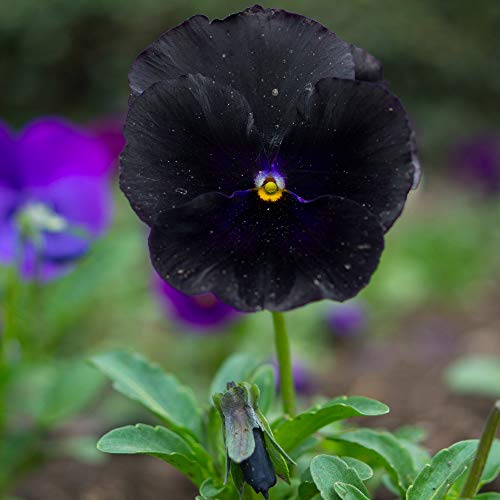 Outsidepride Black Pansy Indoor House Plant Or Outdoor Garden Flower for Beds, Borders Pots, & Containers - 1000 Seeds