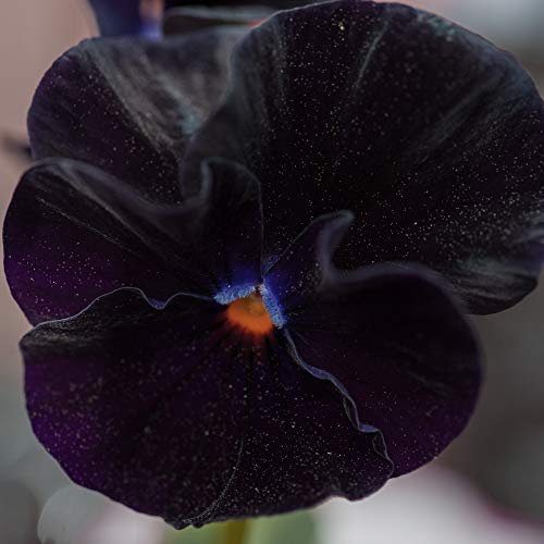 Outsidepride Black Pansy Indoor House Plant Or Outdoor Garden Flower for Beds, Borders Pots, & Containers - 1000 Seeds