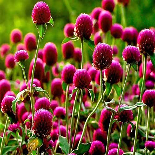 MOKALALA 20 Pcs Mixing Gomphrena Seeds | Non-GMO | Gomphrena globosa Seeds for Planting Home Garden