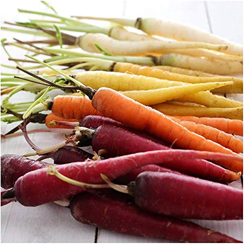 David's Garden Seeds Carrot Rainbow Blend FBA-9334 (Multi) 200 Non-GMO, Heirloom Seeds