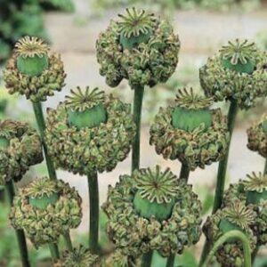 Outsidepride Papaver Somniferum Poppy Hen & Chickens Rock Garden & Container Flowers - 10000 Seeds