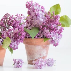 1 Purple Fashion Lilac Bushes Live Plant Fragrant 7 to 10 Inc Planting Ornaments Garden Perennials Simple to Grow Pots Gift