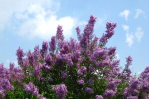 1 purple fashion lilac bushes live plant fragrant 7 to 10 inc planting ornaments garden perennials simple to grow pots gift