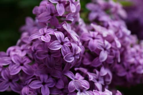 1 Purple Fashion Lilac Bushes Live Plant Fragrant 7 to 10 Inc Planting Ornaments Garden Perennials Simple to Grow Pots Gift