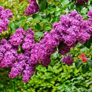 1 Purple Fashion Lilac Bushes Live Plant Fragrant 7 to 10 Inc Planting Ornaments Garden Perennials Simple to Grow Pots Gift