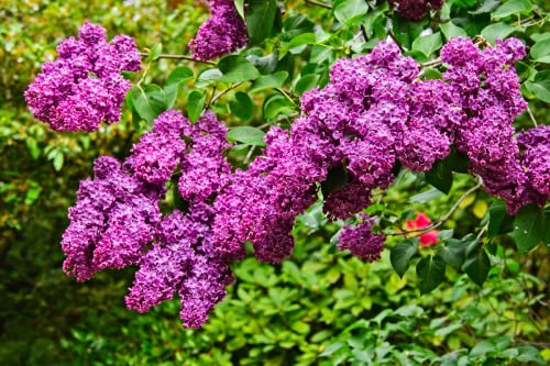 1 Purple Fashion Lilac Bushes Live Plant Fragrant 7 to 10 Inc Planting Ornaments Garden Perennials Simple to Grow Pots Gift