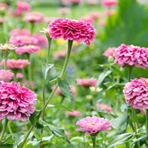 500+ Mix Colors Zinnia Seeds for Planting Outdoors, Heirloom Non-GMO 90% Germination, Open Pollinated, Wonderful Gardening Gifts