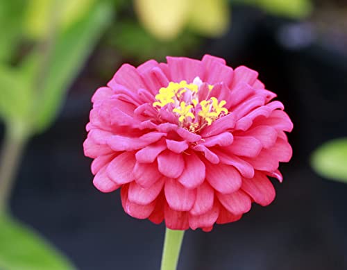 500+ Mix Colors Zinnia Seeds for Planting Outdoors, Heirloom Non-GMO 90% Germination, Open Pollinated, Wonderful Gardening Gifts