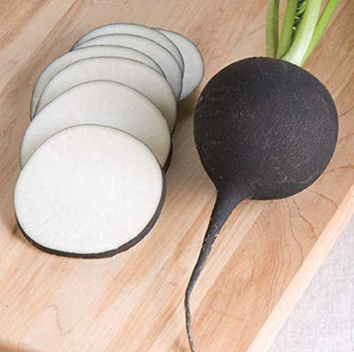 David's Garden Seeds Radish Nero Tondo FBA-6264 (Black) 200 Non-GMO, Heirloom Seeds