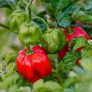 scotch bonnet pepper seeds for planting – 200 vegetable seeds for planting home garden perennial hot pepper seed