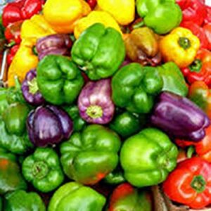 Bell Pepper, California Wonder Pepper Seeds, Heirloom, 25 Seeds, Delicious Large Peppers