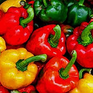 Bell Pepper, California Wonder Pepper Seeds, Heirloom, 25 Seeds, Delicious Large Peppers