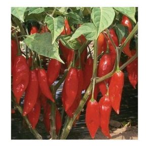 David's Garden Seeds Pepper Hot Habanero Paper Lantern 2342 (Red) 25 Non-GMO, Heirloom Seeds