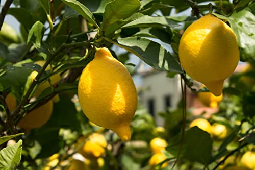 30pcs Lemon Tree Seeds for Planting, Non-GMO Heirloom and Organic, High Survival Rate Fruit for Home Garden (Lemon Seeds)