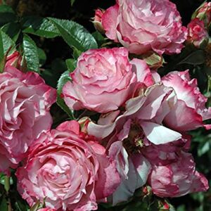 Pink Miniature Rose Bush Fragrant Plant, Ornaments Perennial Garden Simple to Grow Pots, 2.5 Inches Pot