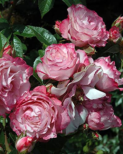 Pink Miniature Rose Bush Fragrant Plant, Ornaments Perennial Garden Simple to Grow Pots, 2.5 Inches Pot