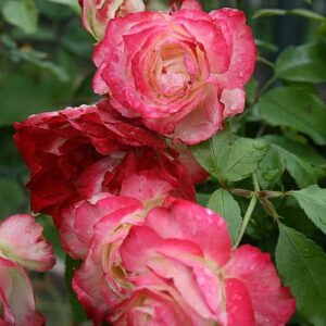 Pink Miniature Rose Bush Fragrant Plant, Ornaments Perennial Garden Simple to Grow Pots, 2.5 Inches Pot