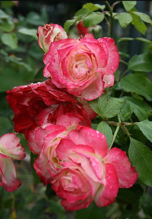 Pink Miniature Rose Bush Fragrant Plant, Ornaments Perennial Garden Simple to Grow Pots, 2.5 Inches Pot