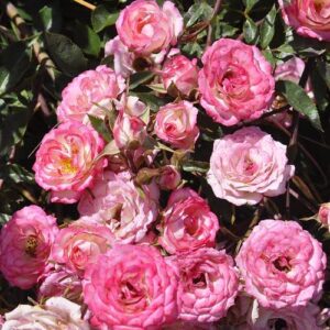 Pink Miniature Rose Bush Fragrant Plant, Ornaments Perennial Garden Simple to Grow Pots, 2.5 Inches Pot