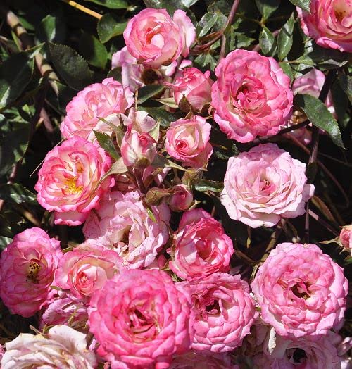 Pink Miniature Rose Bush Fragrant Plant, Ornaments Perennial Garden Simple to Grow Pots, 2.5 Inches Pot