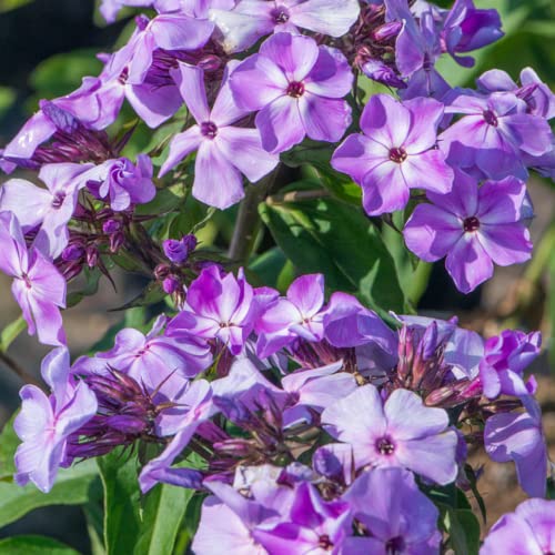 CHUXAY GARDEN 30 Seeds Phlox 'Violet Pinwheels',Creeping Phlox Seed,Alpine Phlox,Moss Phlox Evergreen Perennial Flowering Plant Landscaping Rocks Beautiful Potted Plants