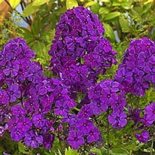 CHUXAY GARDEN 30 Seeds Phlox 'Violet Pinwheels',Creeping Phlox Seed,Alpine Phlox,Moss Phlox Evergreen Perennial Flowering Plant Landscaping Rocks Beautiful Potted Plants