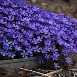 CHUXAY GARDEN 30 Seeds Phlox 'Violet Pinwheels',Creeping Phlox Seed,Alpine Phlox,Moss Phlox Evergreen Perennial Flowering Plant Landscaping Rocks Beautiful Potted Plants