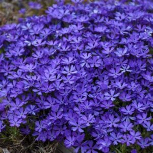 CHUXAY GARDEN 30 Seeds Phlox 'Violet Pinwheels',Creeping Phlox Seed,Alpine Phlox,Moss Phlox Evergreen Perennial Flowering Plant Landscaping Rocks Beautiful Potted Plants