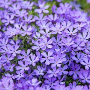 CHUXAY GARDEN 30 Seeds Phlox 'Violet Pinwheels',Creeping Phlox Seed,Alpine Phlox,Moss Phlox Evergreen Perennial Flowering Plant Landscaping Rocks Beautiful Potted Plants