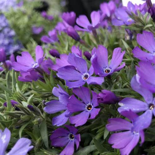 CHUXAY GARDEN 30 Seeds Phlox 'Violet Pinwheels',Creeping Phlox Seed,Alpine Phlox,Moss Phlox Evergreen Perennial Flowering Plant Landscaping Rocks Beautiful Potted Plants