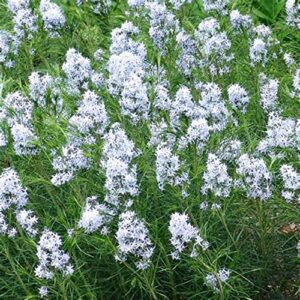 CHUXAY GARDEN 5 Seeds Amsonia Hubrichtii Seed,Narrowleaf Bluestar,Hubricht's Blue Star, Arkansas Bluebell Lovely White Herb Plant Native Wildflower Great for Garden